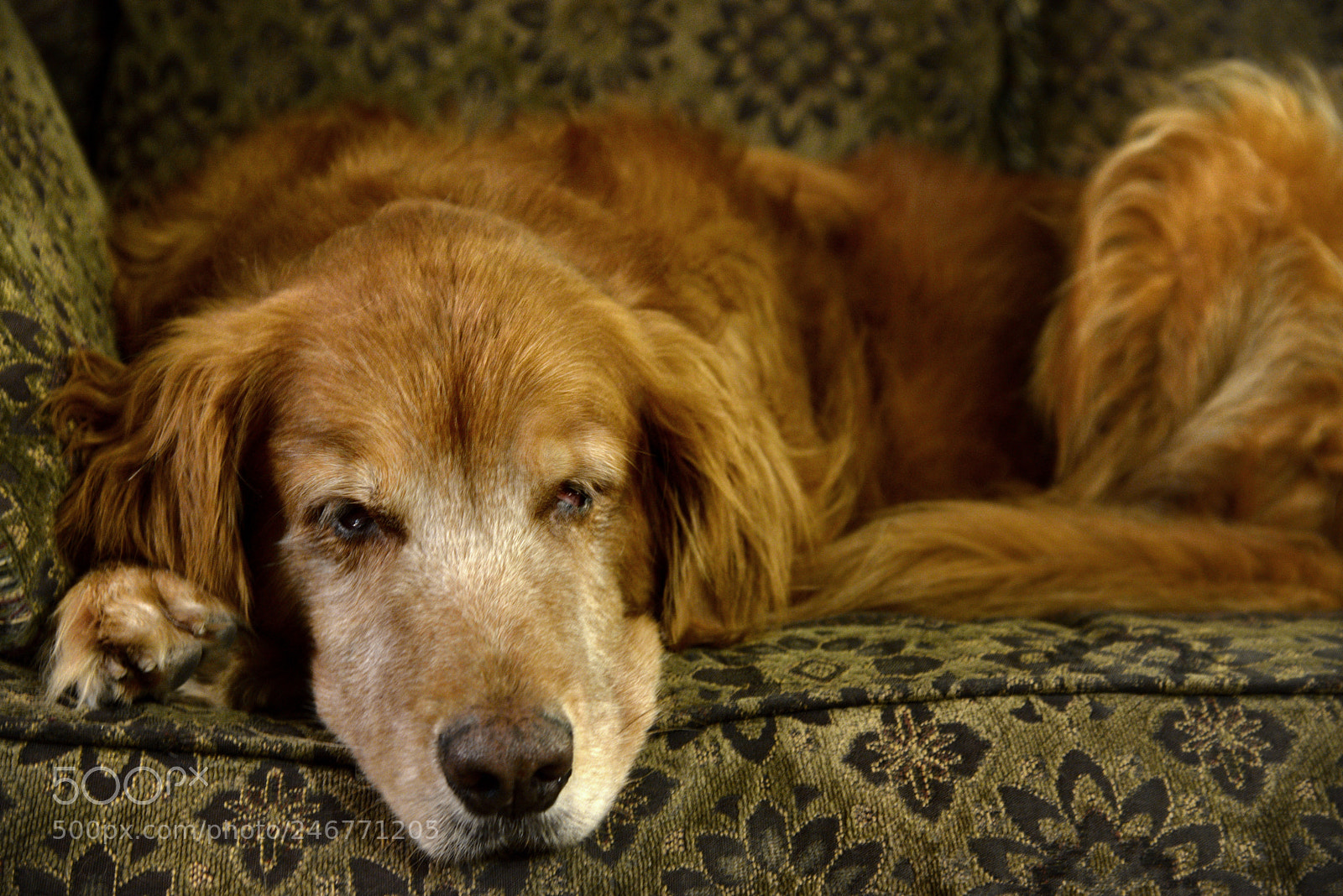 Nikon D800E sample photo. Let sleeping dogs lie photography