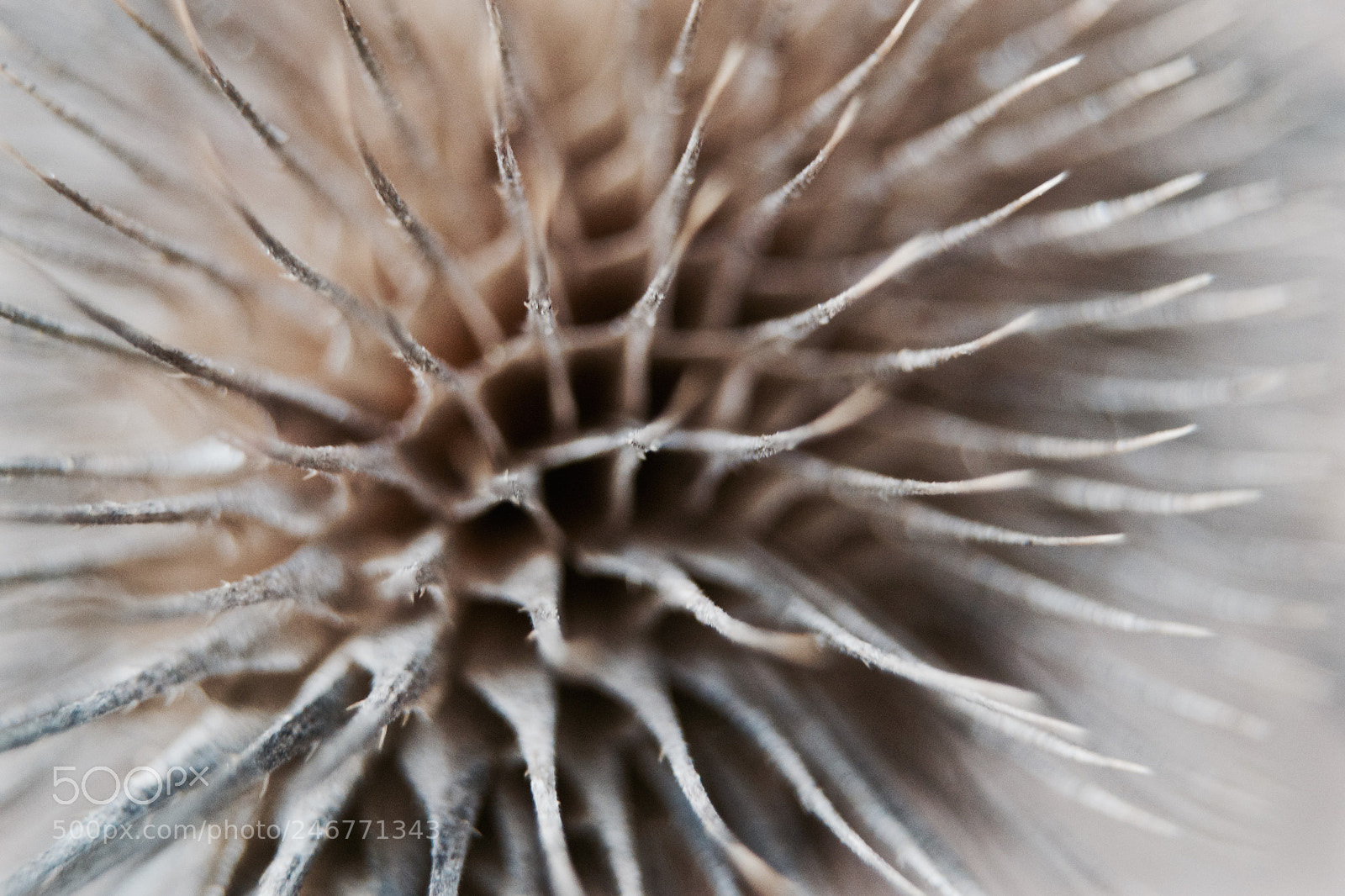 Nikon D3100 sample photo. Pineapple photography