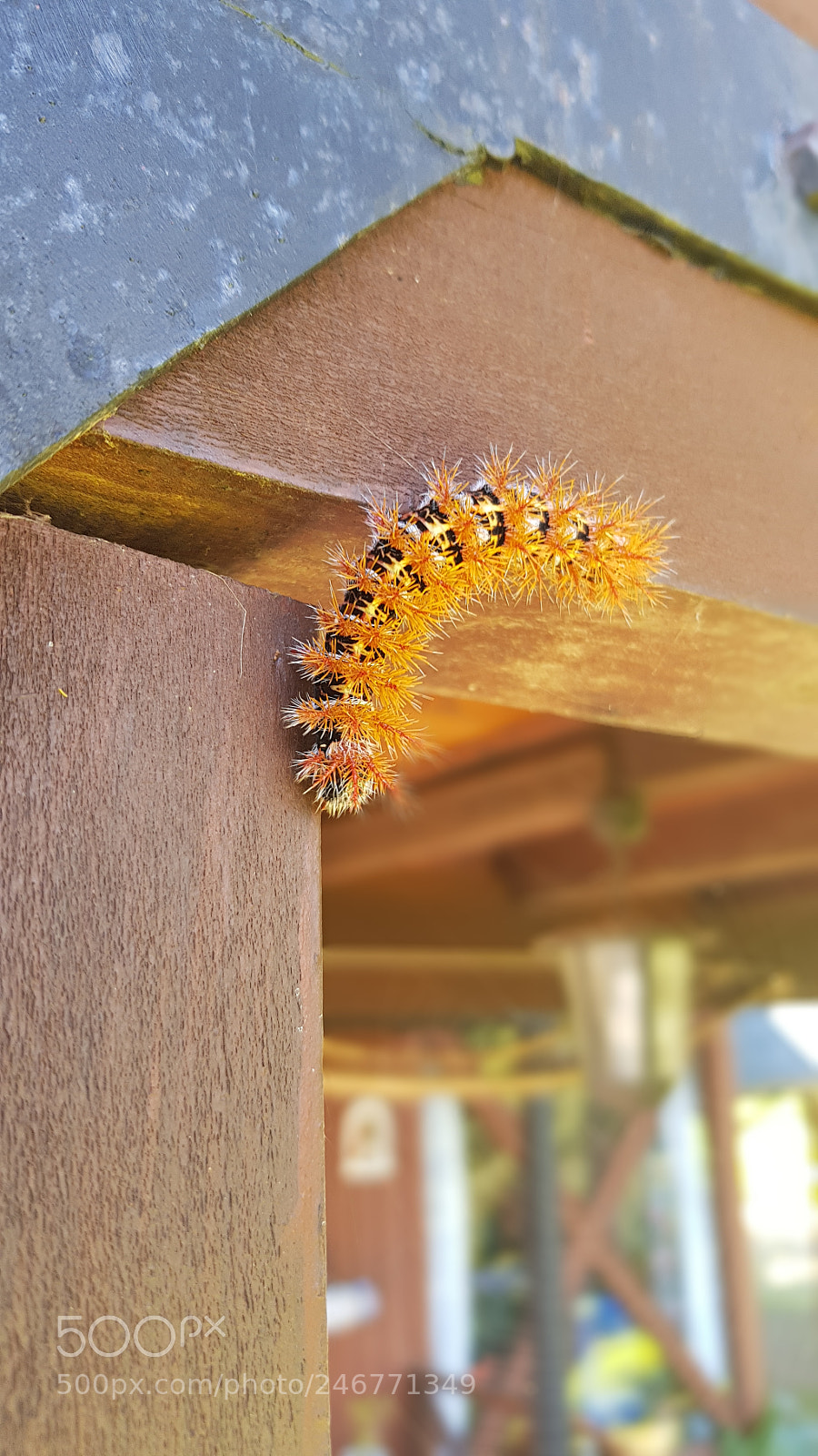 Samsung Galaxy S8 sample photo. Chilean caterpillar photography