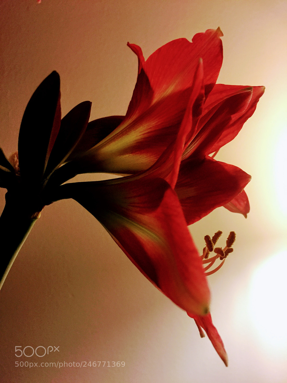 Apple iPhone 6 sample photo. Flower photography