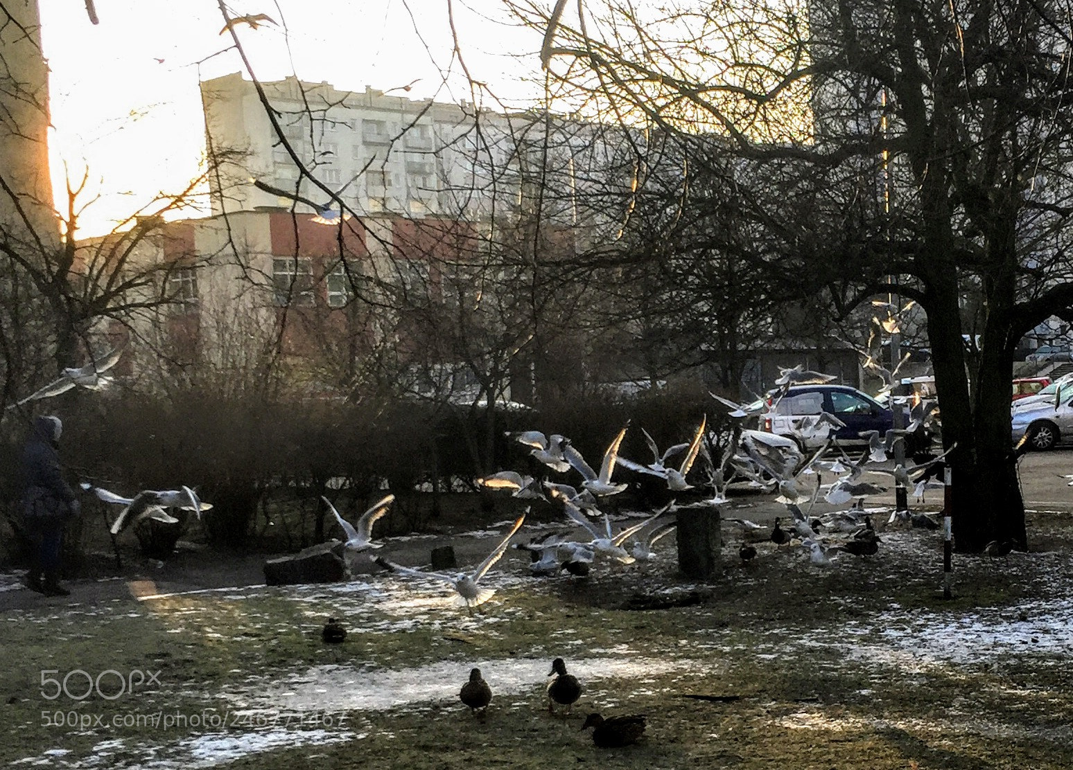 Apple iPhone 6 sample photo. Birds photography