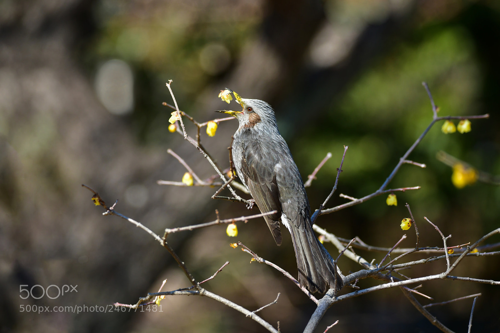 Nikon D850 sample photo. Bulbul photography