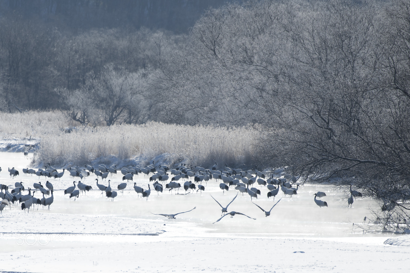 Nikon D850 sample photo. Japanese crane photography