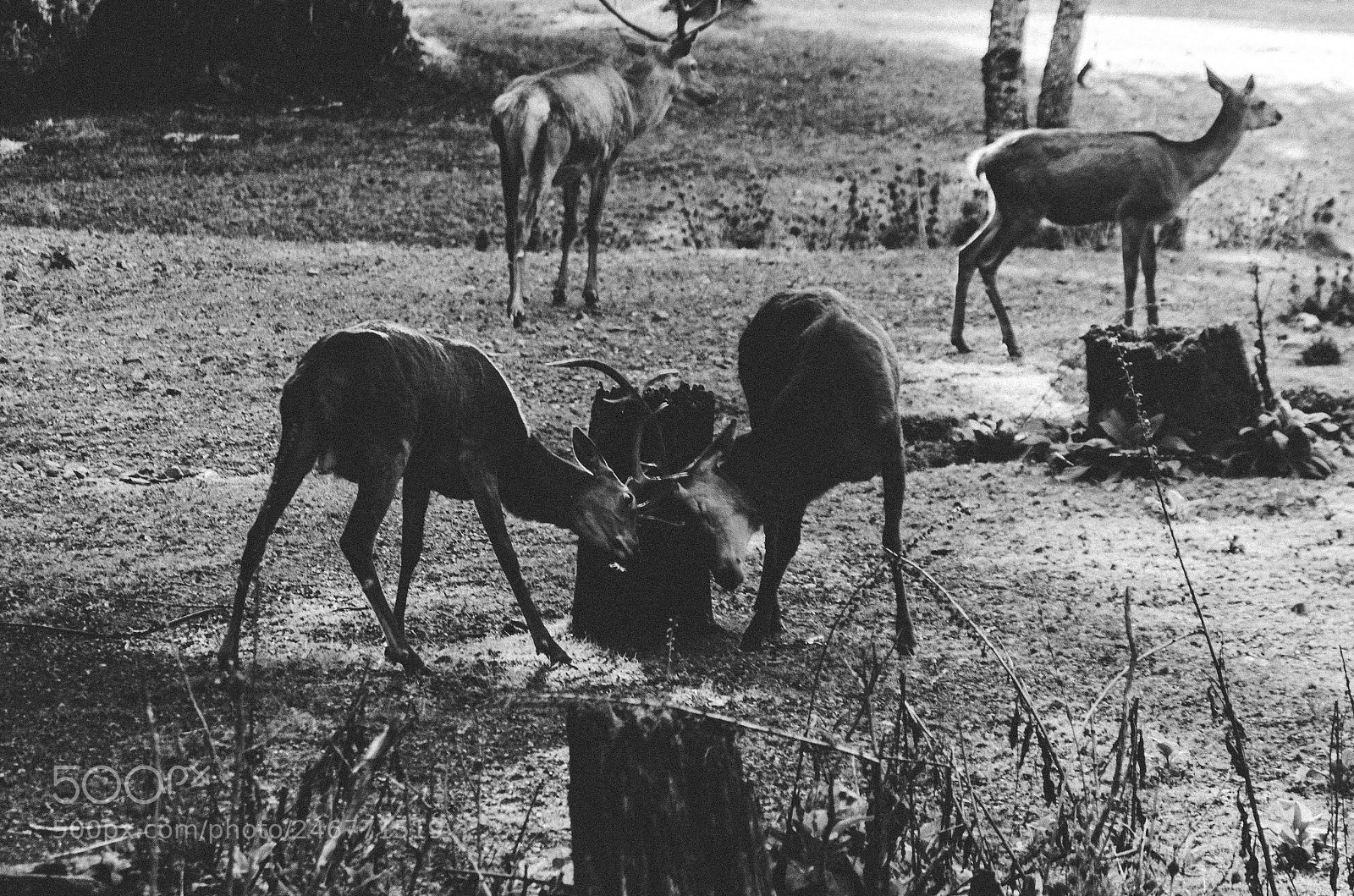 Nikon D5100 sample photo. Deer fighting! photography