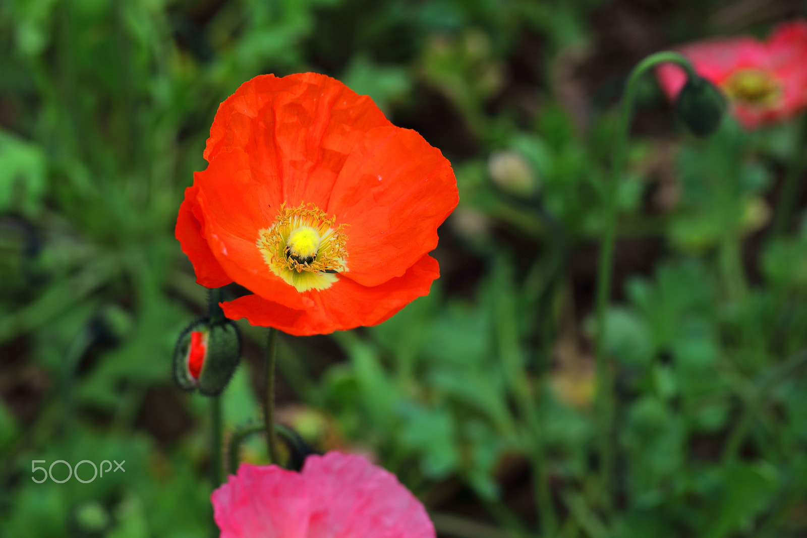 Canon EF 100mm F2.8L Macro IS USM sample photo. Corn poppy photography