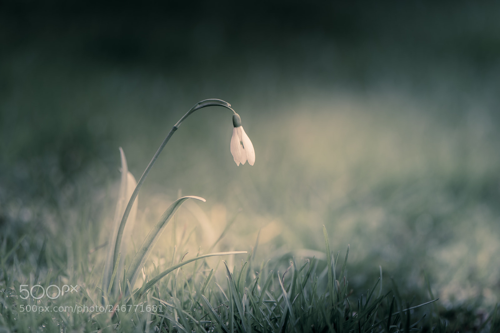 Nikon D7200 sample photo. Snowdrop photography