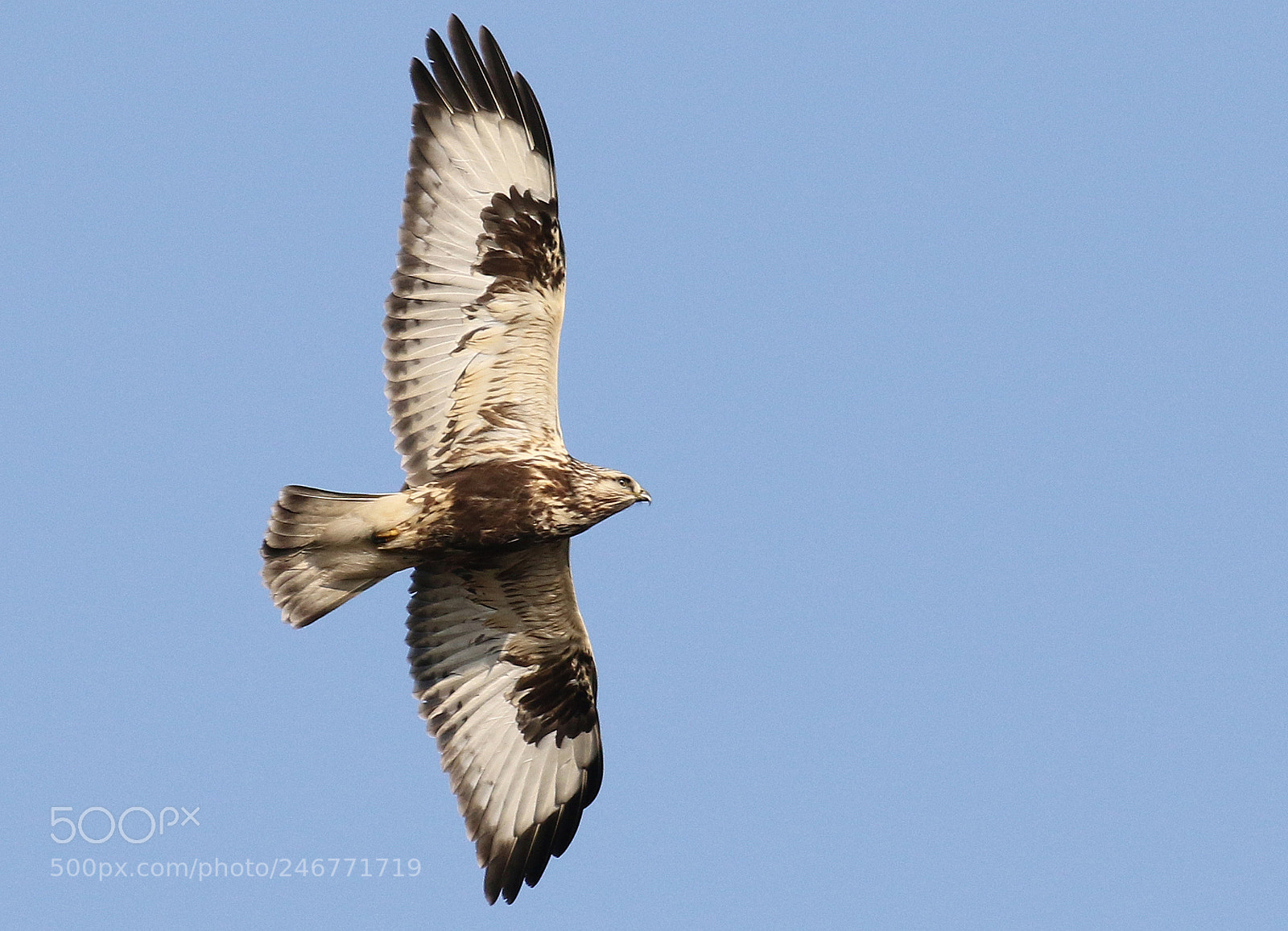 Canon EOS 7D Mark II sample photo. Rough-legged buzzard photography