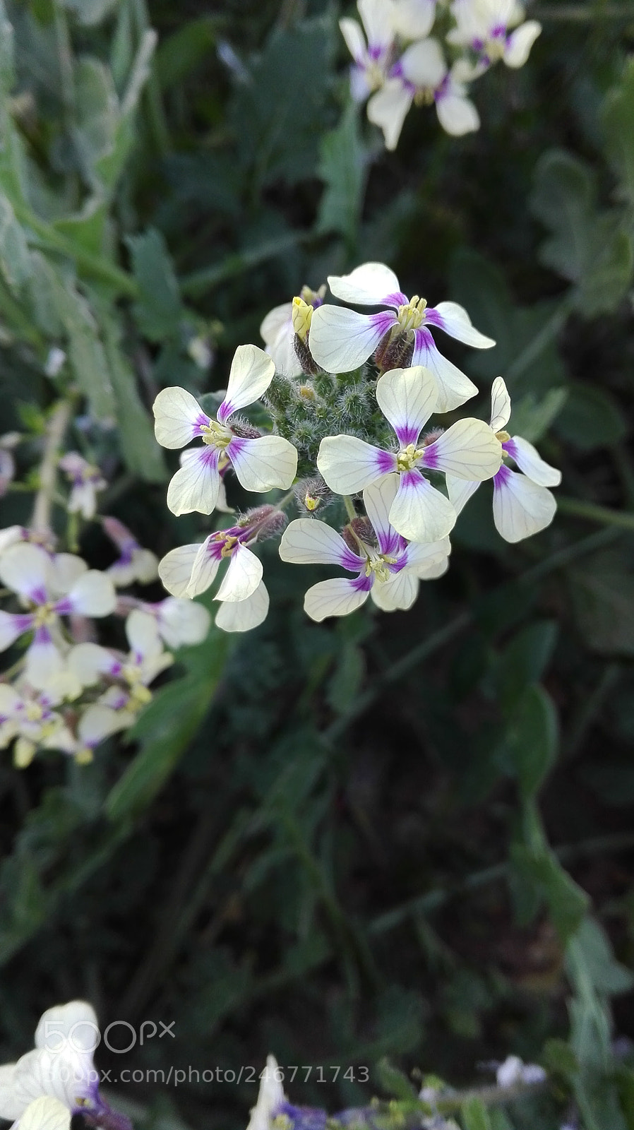 HUAWEI Y6II sample photo. Flowers ? photography