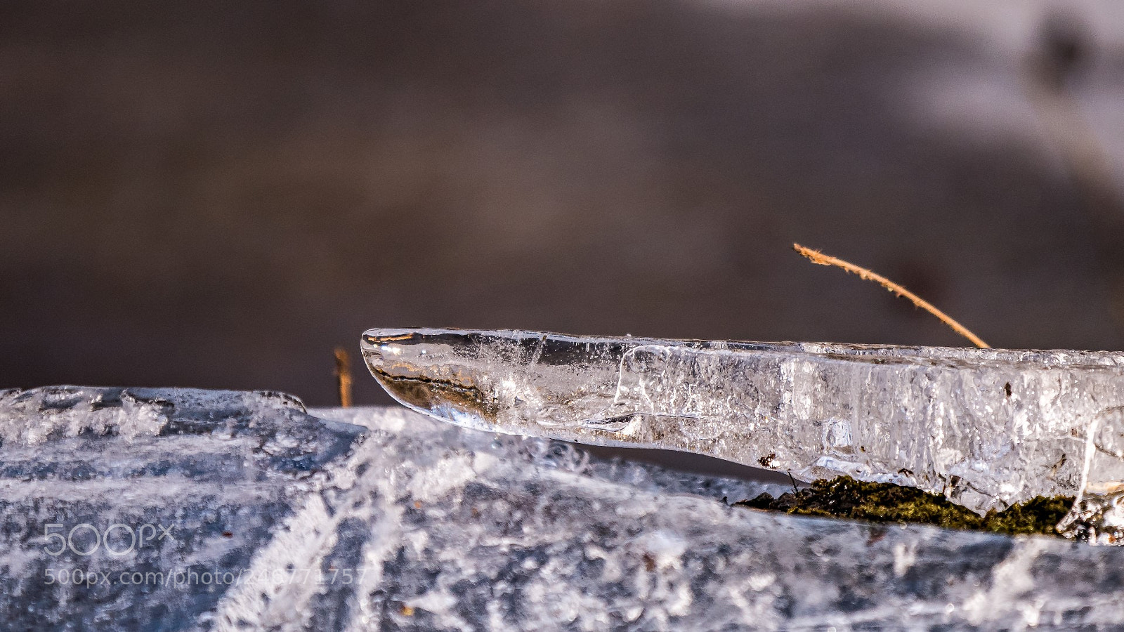 Panasonic Lumix DMC-GX85 (Lumix DMC-GX80 / Lumix DMC-GX7 Mark II) sample photo. Pointing towards spring photography