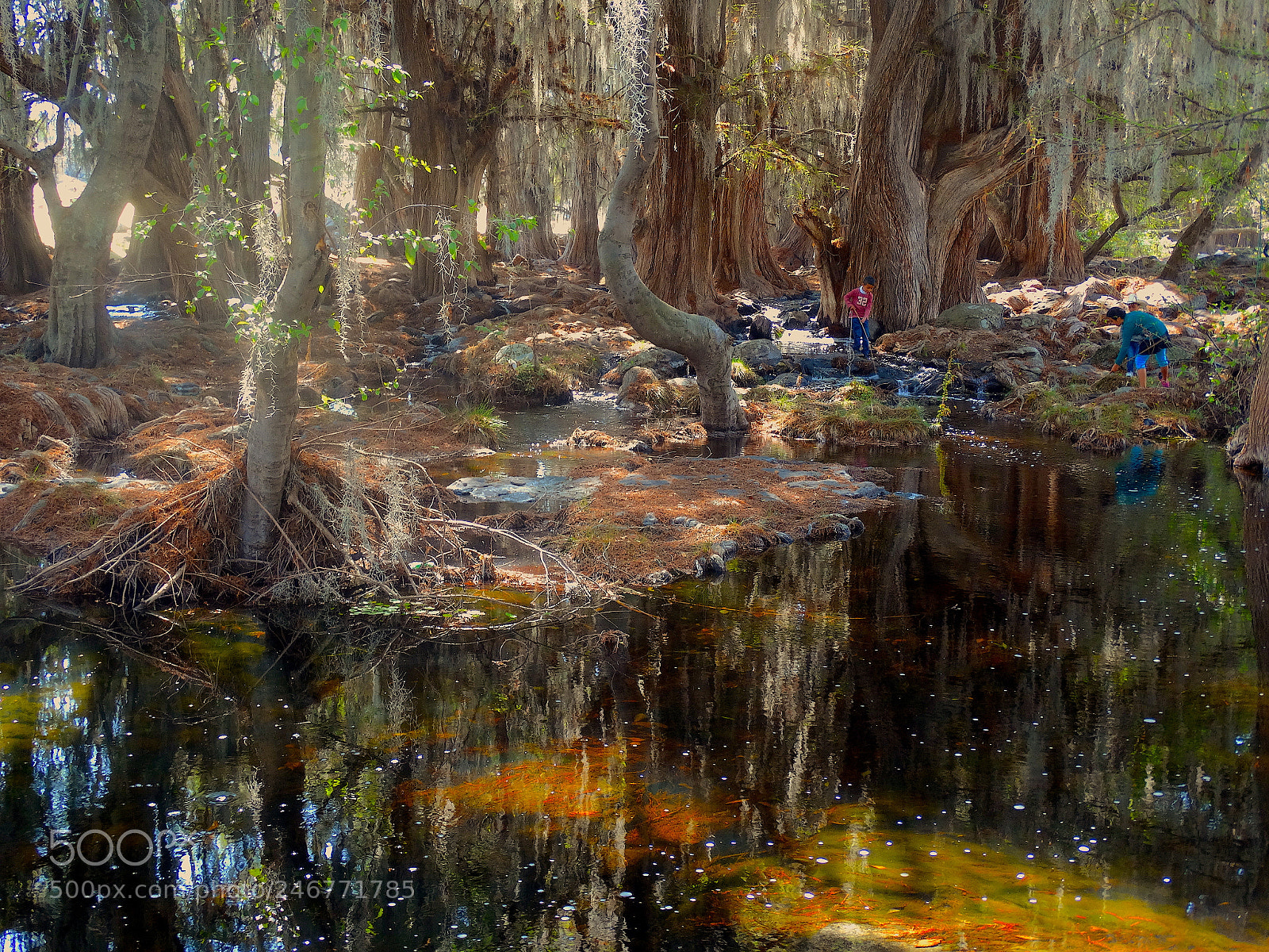 Sony Cyber-shot DSC-HX300 sample photo. Secret woods, mexico photography