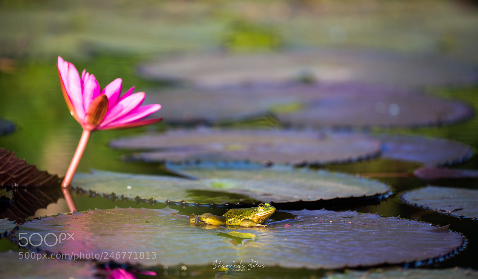 Canon EOS-1D X sample photo. Green pond frog on photography