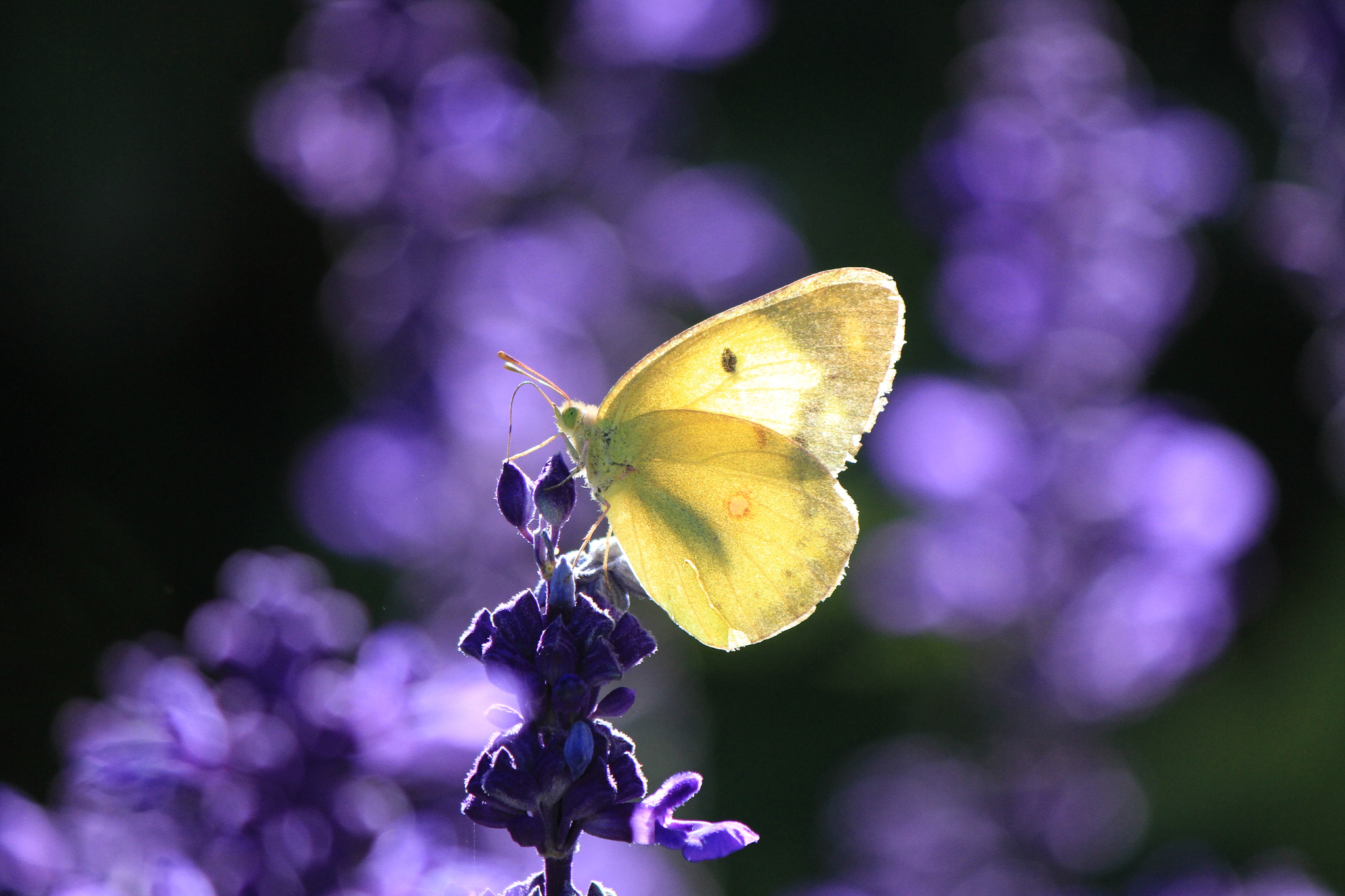 Canon EOS 7D + Canon EF-S 55-250mm F4-5.6 IS II sample photo. Butterfly蝴蝶 photography