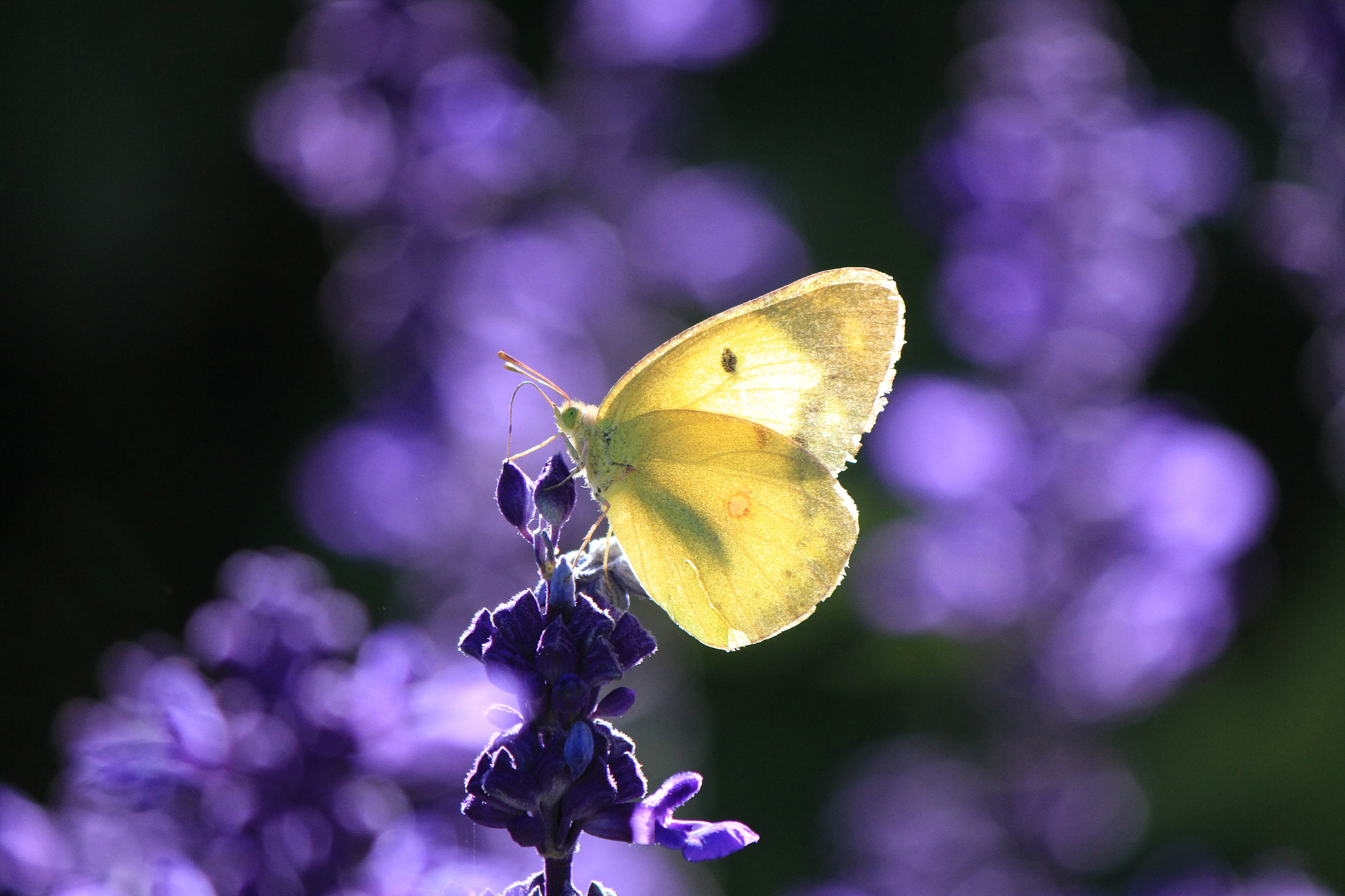 Canon EF-S 55-250mm F4-5.6 IS II sample photo. Butterfly蝴蝶 photography