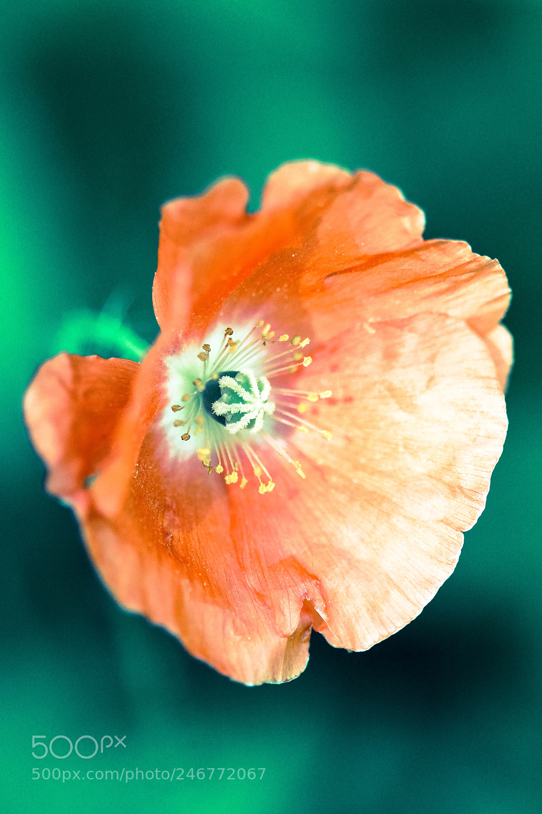 Canon EOS 600D (Rebel EOS T3i / EOS Kiss X5) sample photo. Just poppy photography