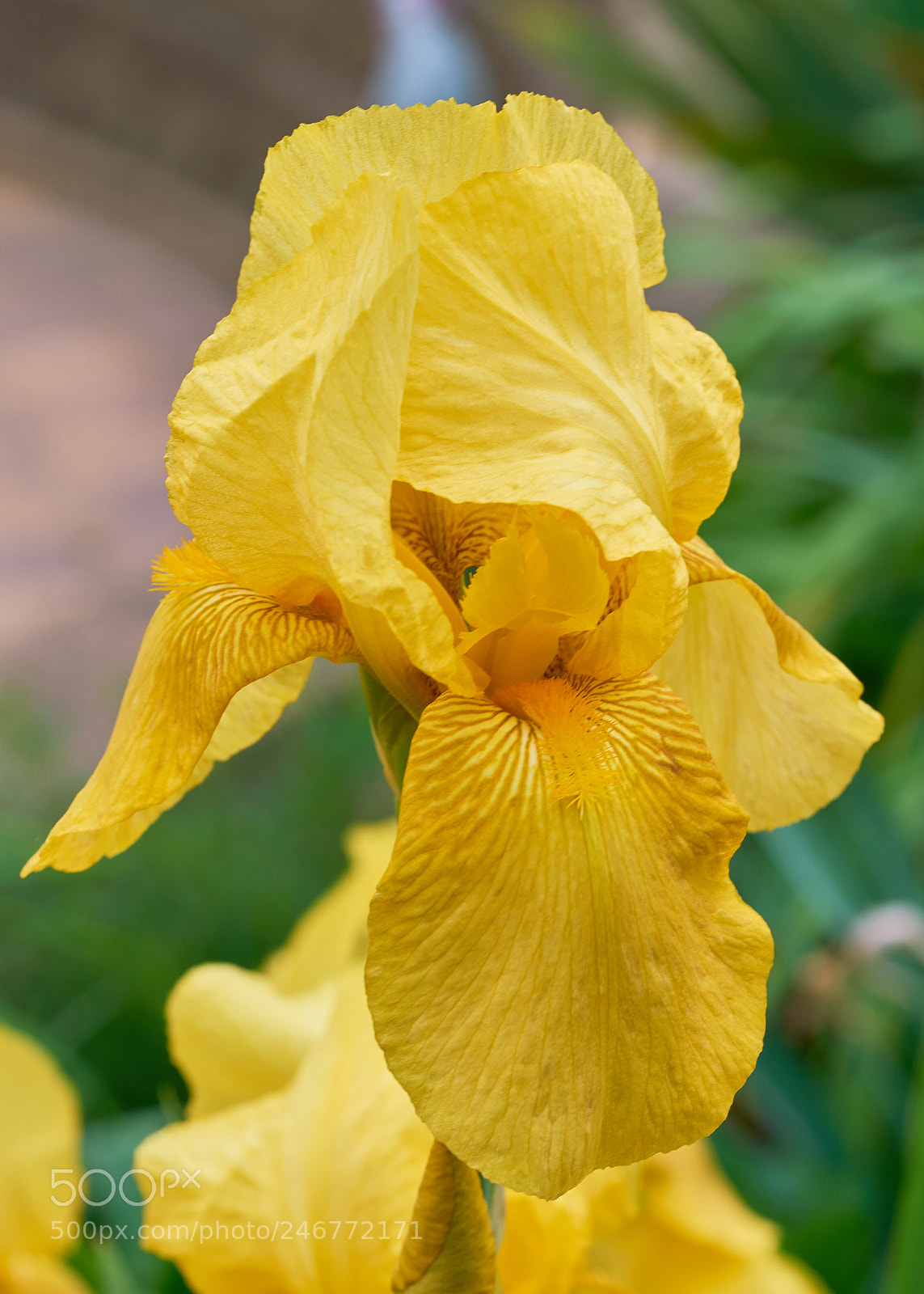 Sony a7R II sample photo. Iris photography