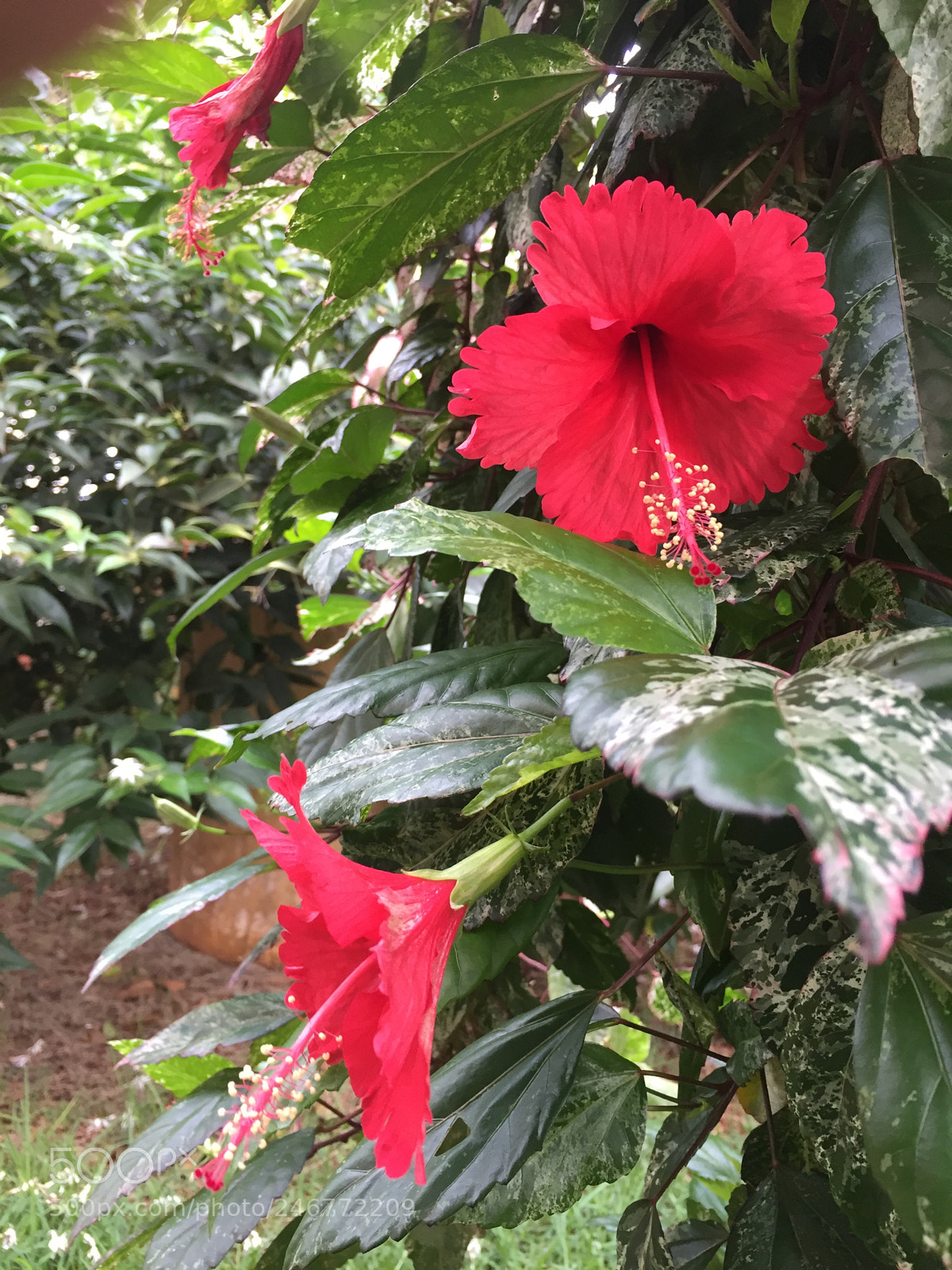 Apple iPhone 6 sample photo. Untitled photography