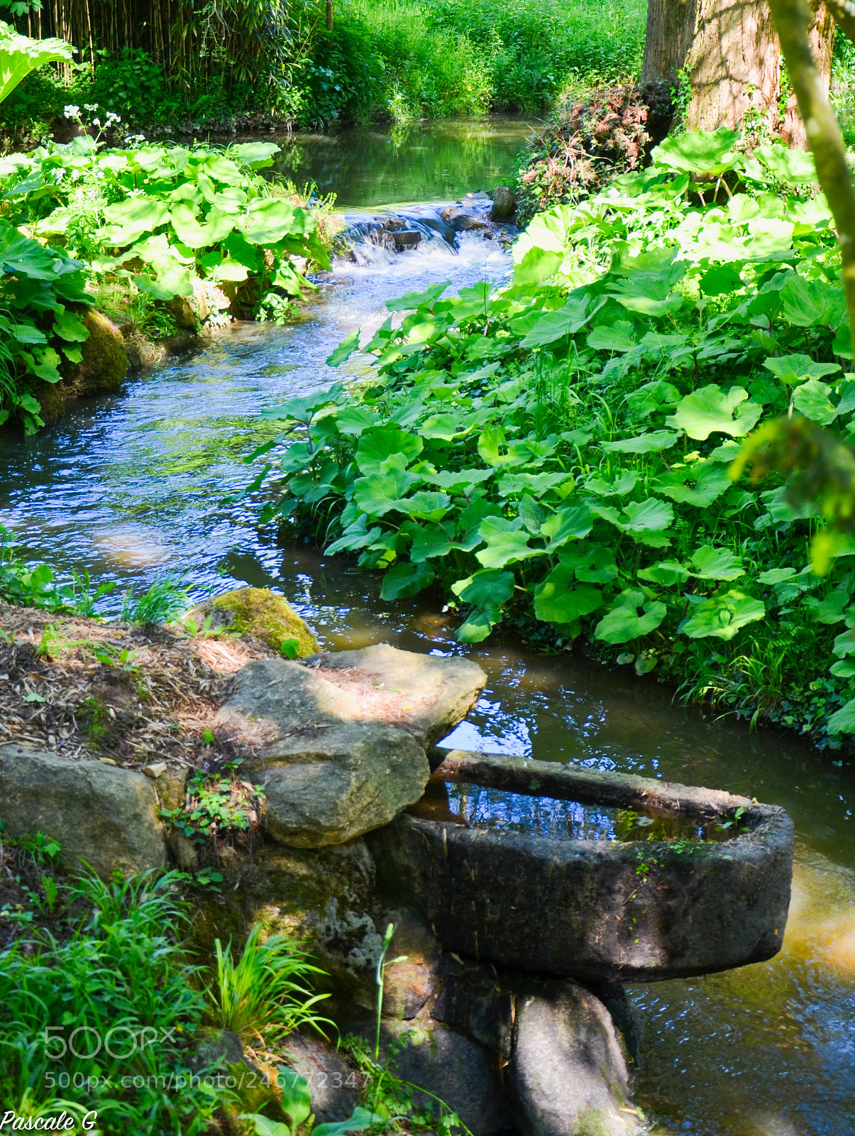 Nikon D5100 sample photo. Oriental park of maule photography