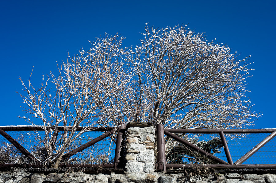 Ricoh GR II sample photo. Snow tree photography