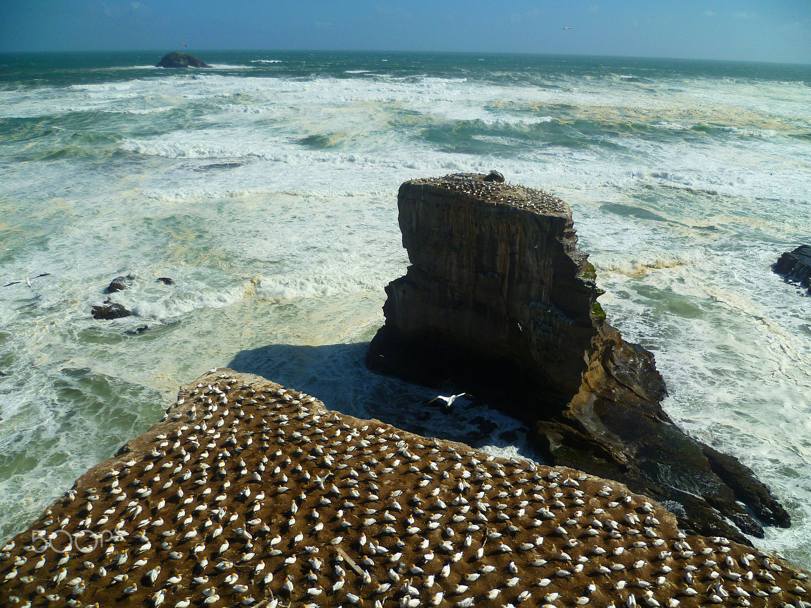 Panasonic DMC-FS11 sample photo. Gannet colony photography