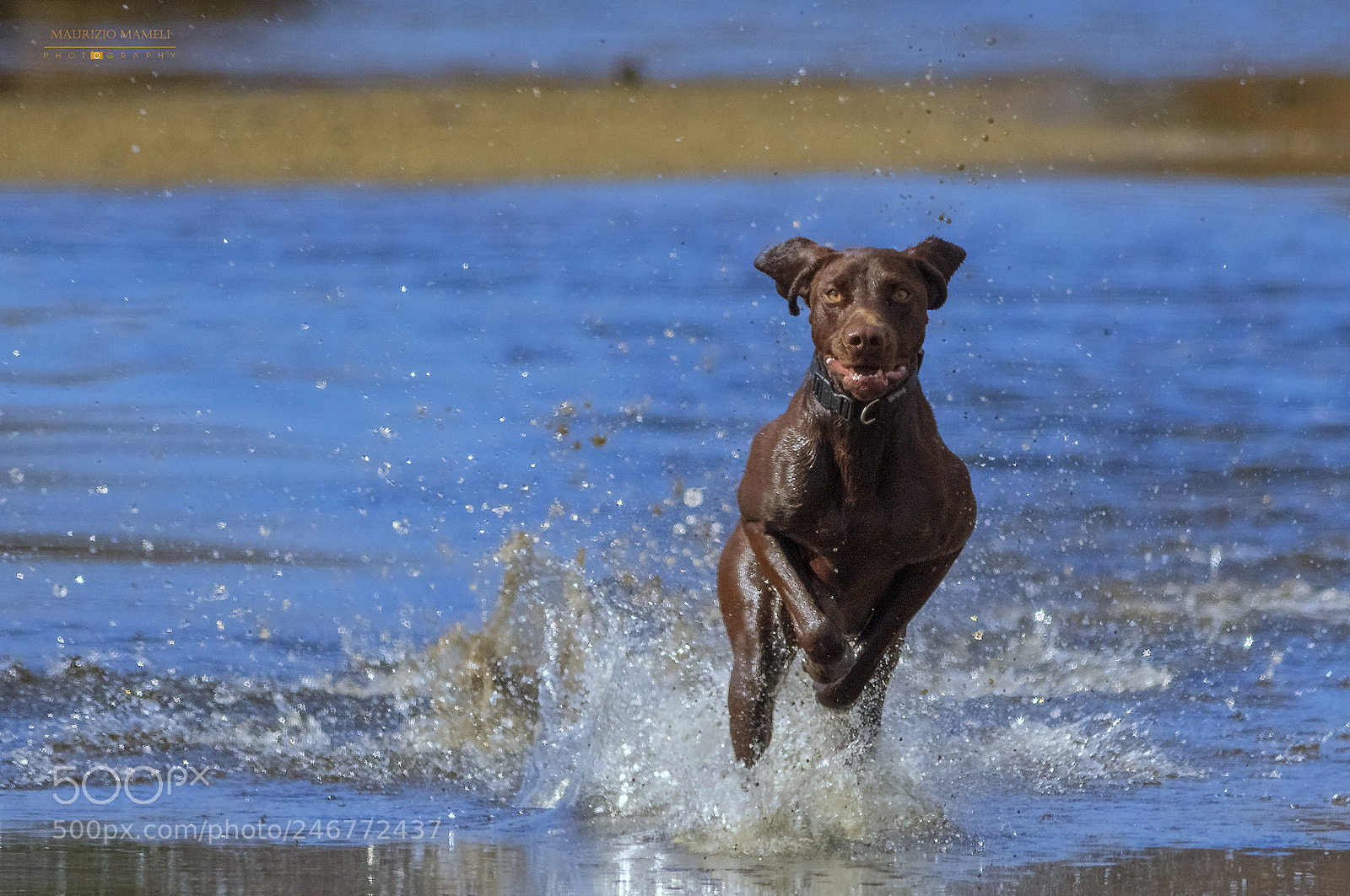 Pentax K-3 sample photo. Kangaroo posture photography