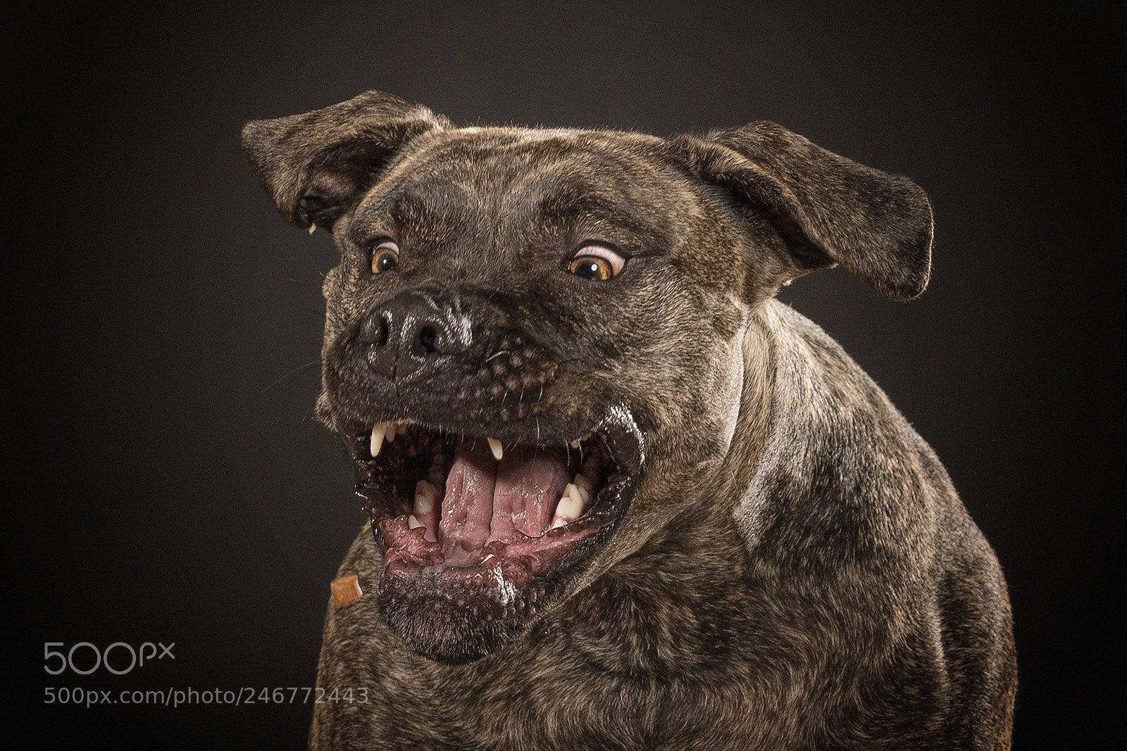 Sony a6500 sample photo. Hungry dog photography