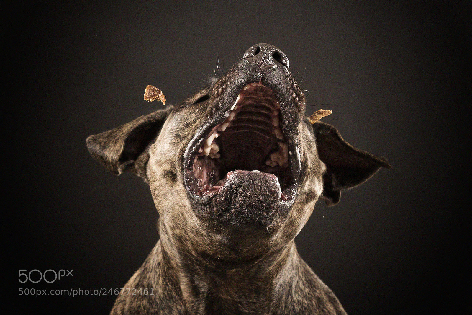 Sony a6500 sample photo. Hungry dog photography
