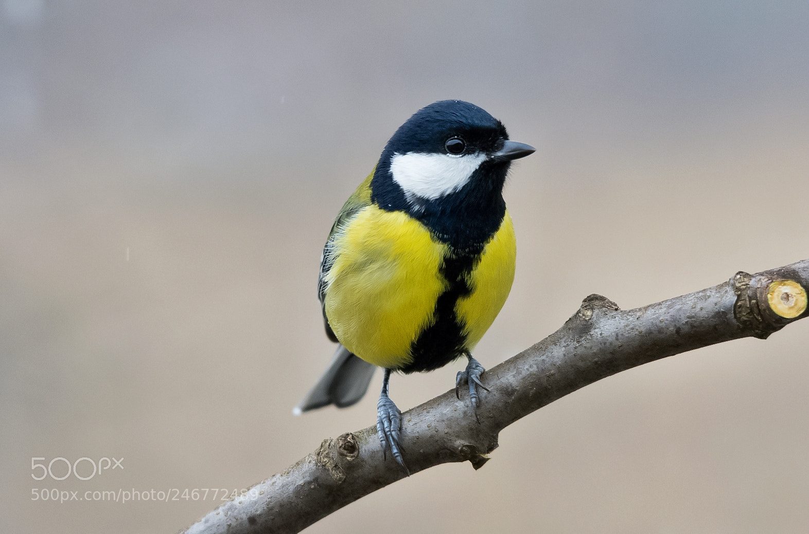 Nikon D7200 sample photo. Great tit photography
