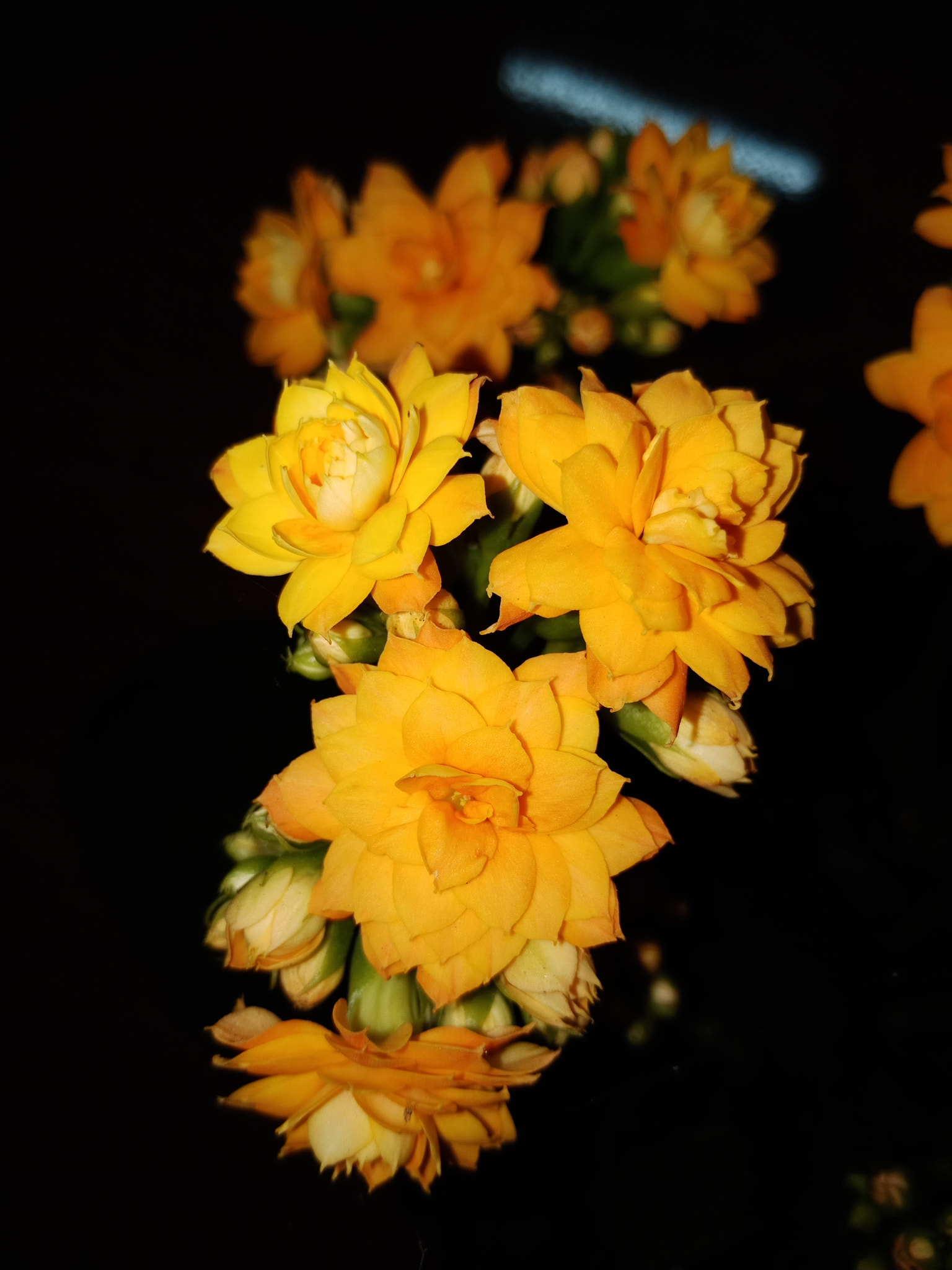 OPPO CPH1723 sample photo