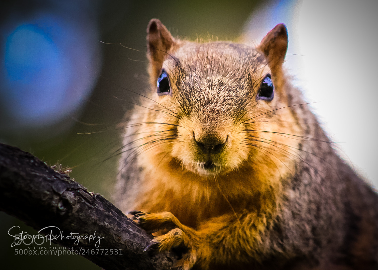 Canon EOS 1300D (EOS Rebel T6 / EOS Kiss X80) sample photo. The posing squirreleditedbzxn photography