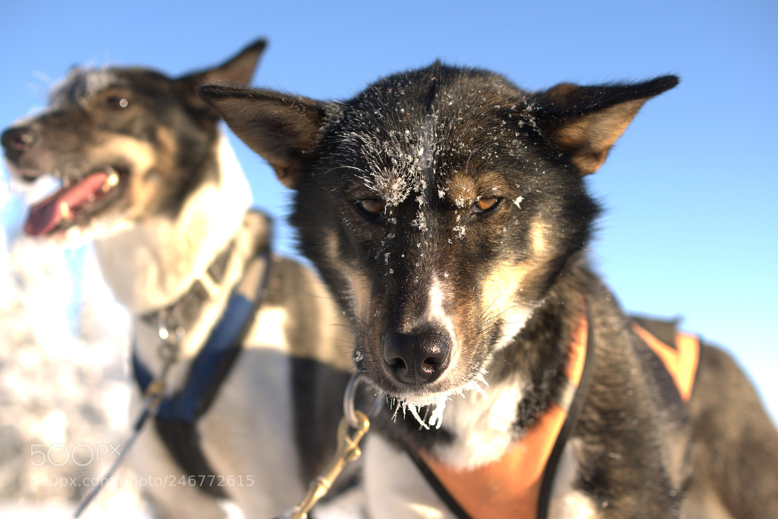 Sony ILCA-77M2 sample photo. Huskey photography