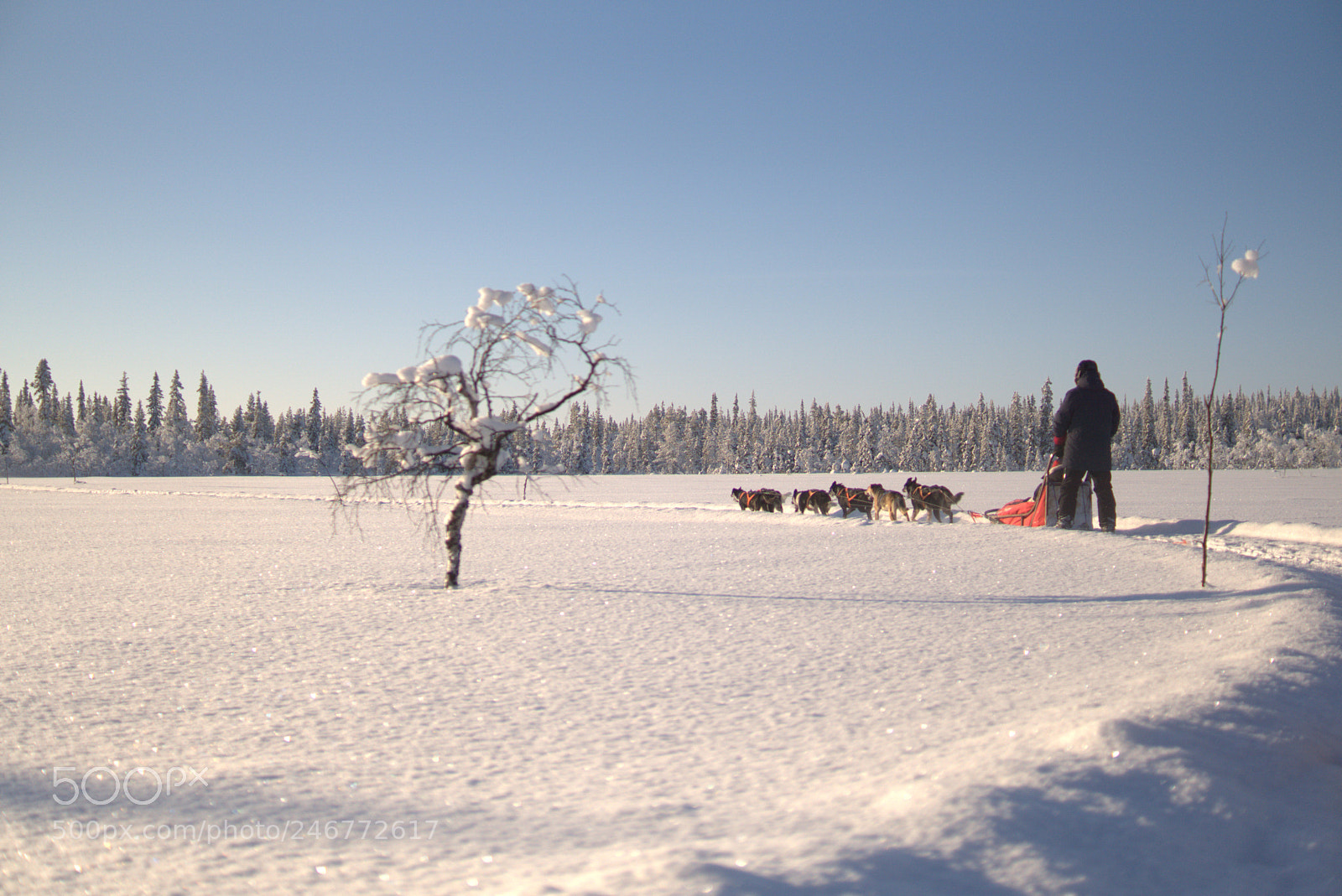 Sony ILCA-77M2 sample photo. Huskey photography