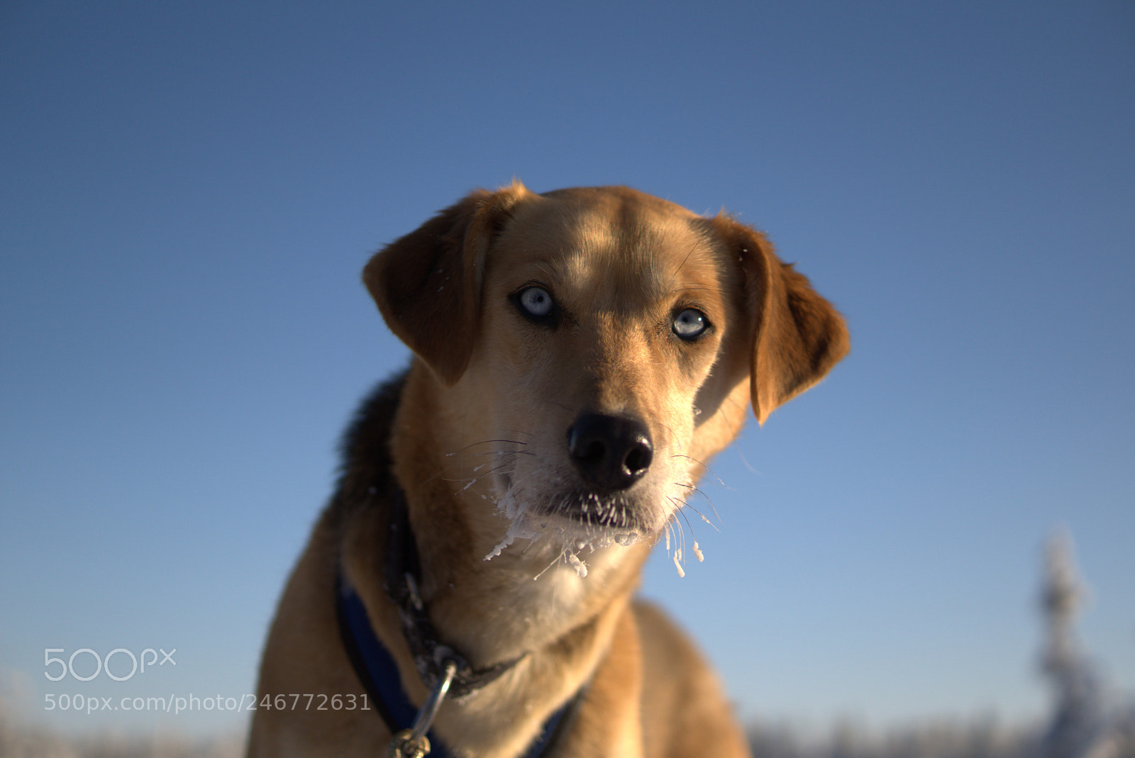 Sony ILCA-77M2 sample photo. Huskey photography