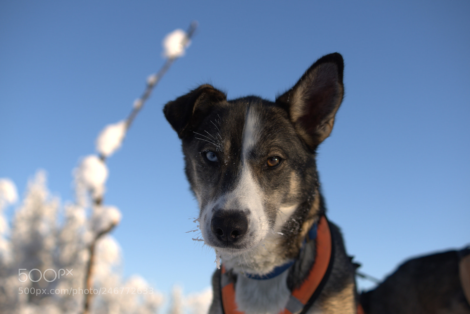 Sony ILCA-77M2 sample photo. Huskey photography