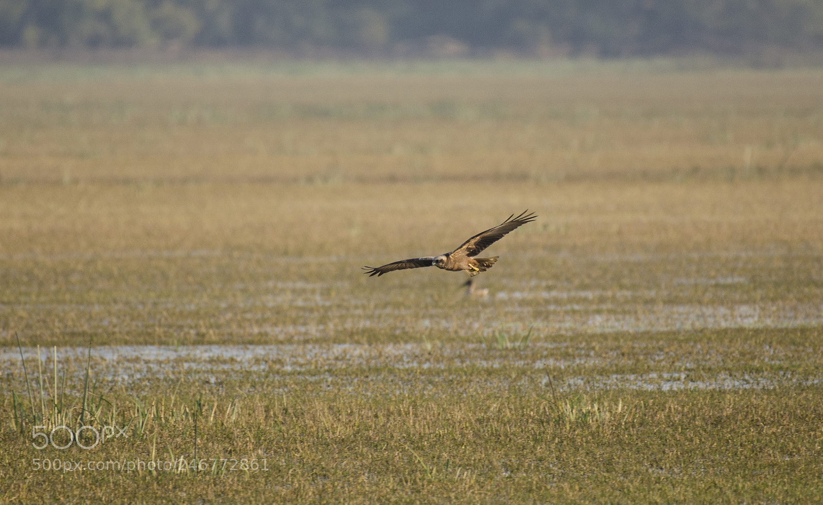 Nikon D5100 sample photo. Marsh harrier photography