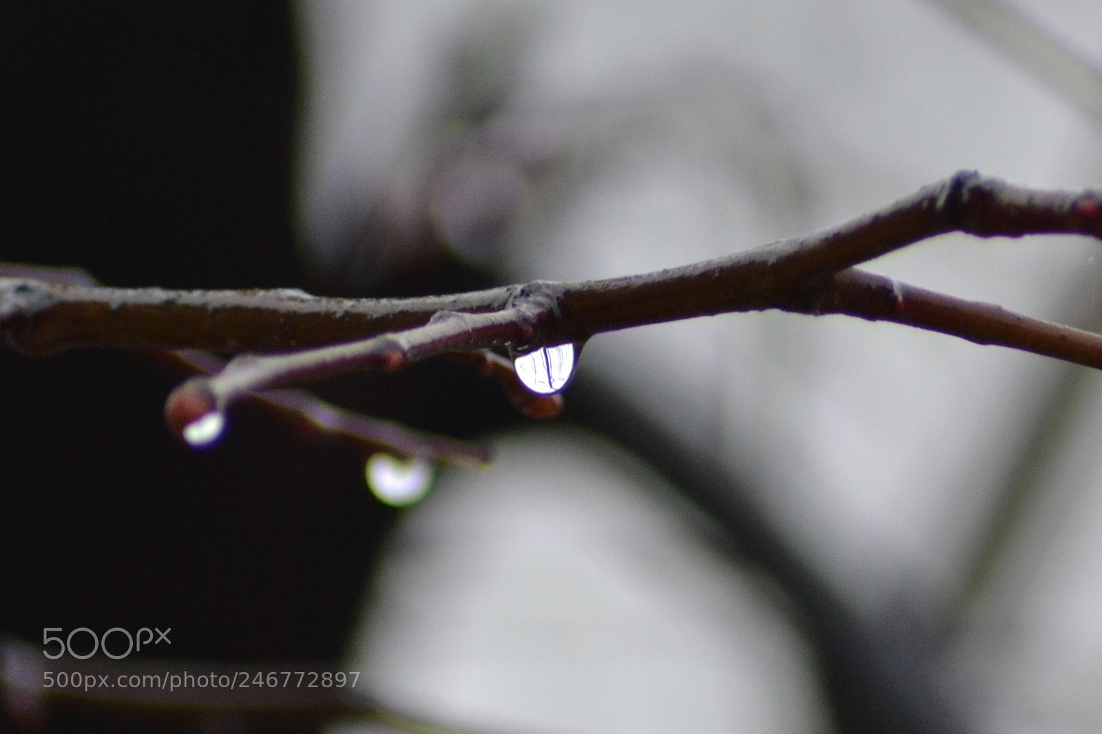 Nikon D3100 sample photo. Heavy drop of rain photography