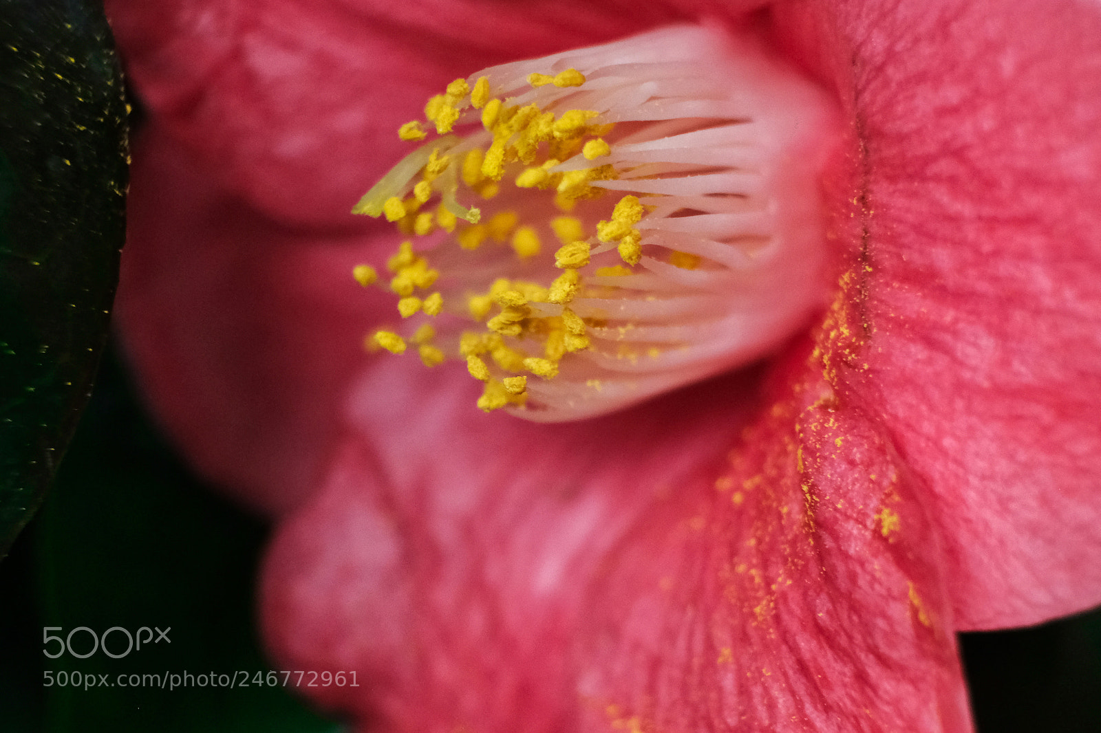 Fujifilm X-Pro2 sample photo. Red flower photography