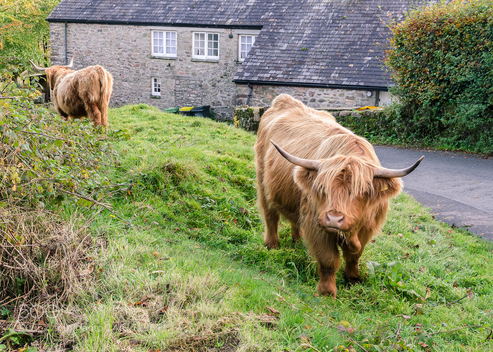 Nikon D7000 sample photo. Highland cattle on dartmoor photography
