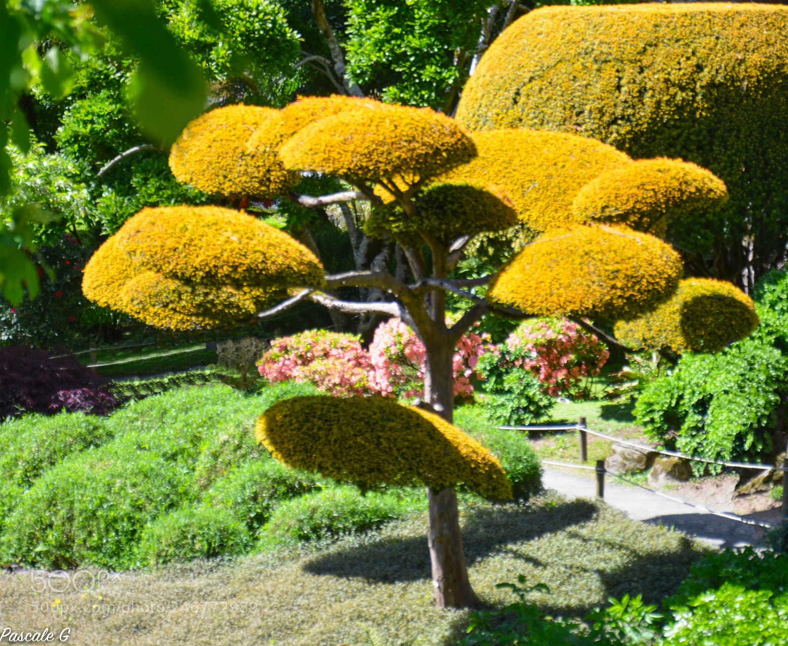 Nikon D5100 sample photo. Oriental park of maule photography