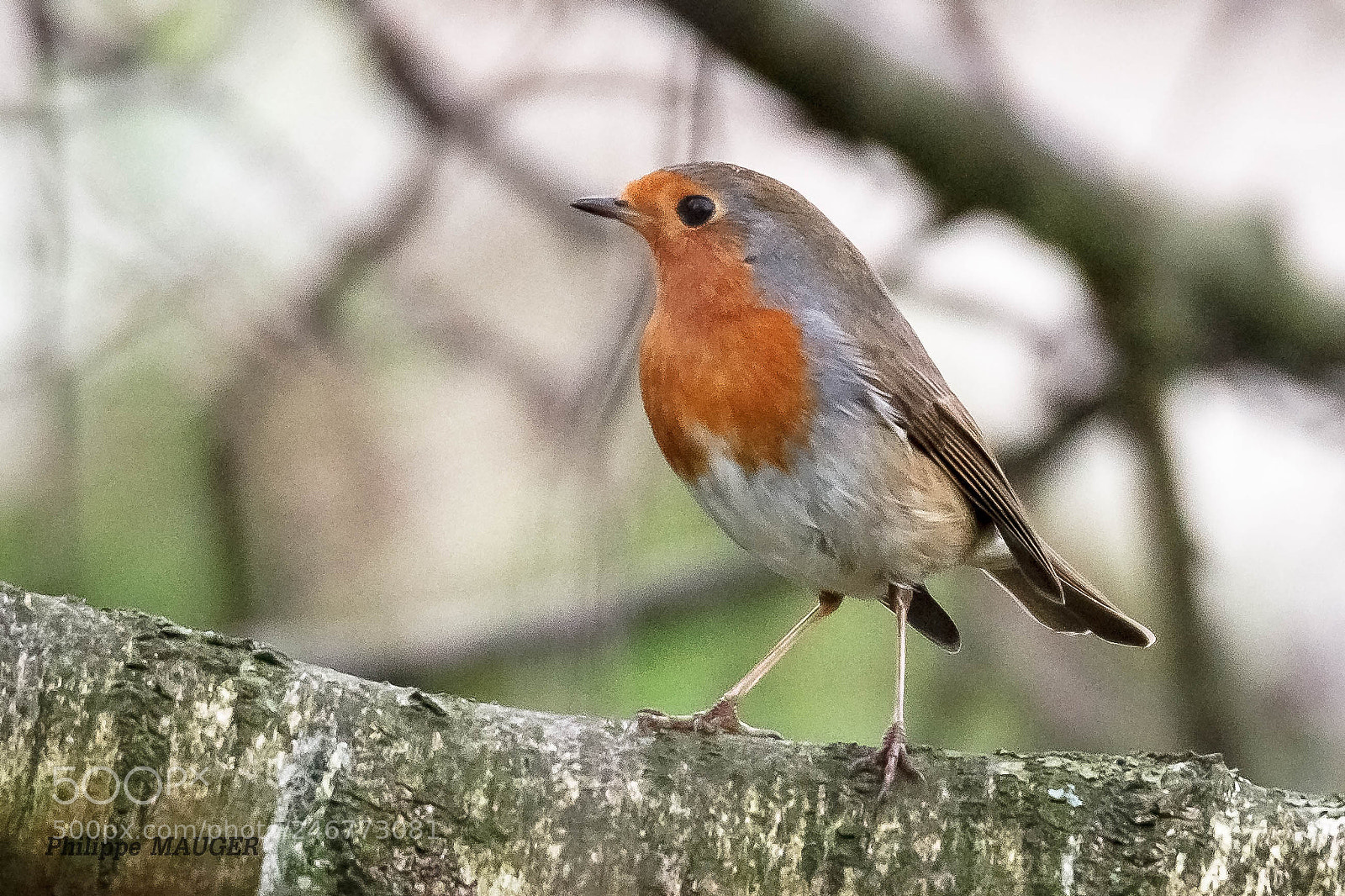 Canon EOS 7D sample photo. Rouge gorge photography