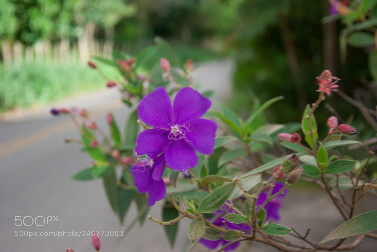 Nikon D80 sample photo. Purple rose photography