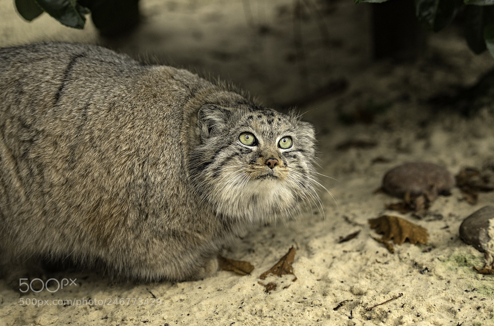 Nikon D5 sample photo. Pallas cat series photography