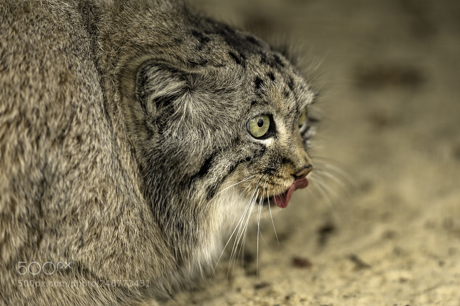 Nikon D5 sample photo. Pallas cat series photography