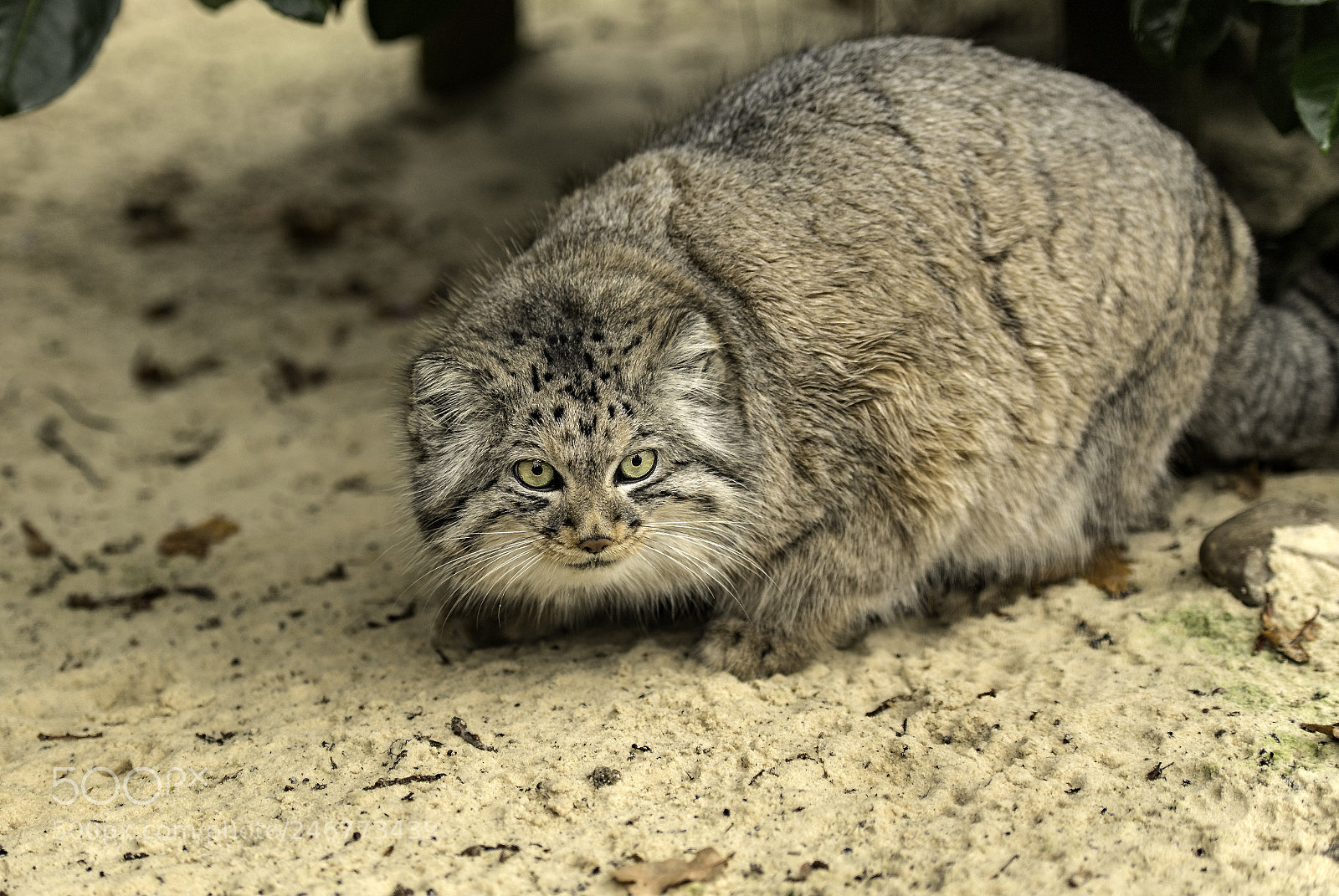 Nikon D5 sample photo. Pallas cat series photography