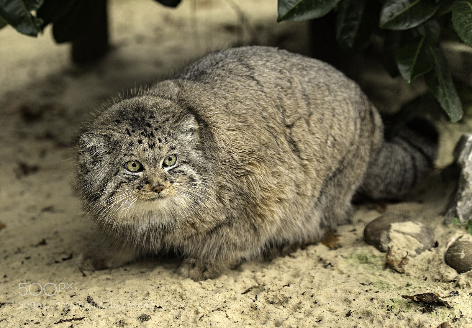 Nikon D5 sample photo. Pallas cat series photography