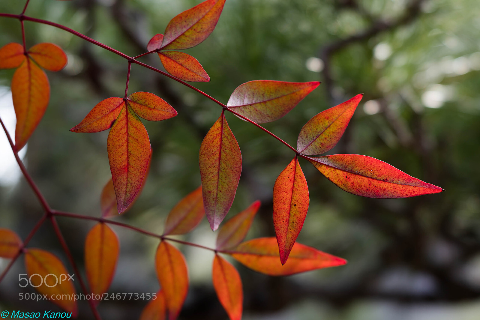 Sony a7R III sample photo. Winter red color photography