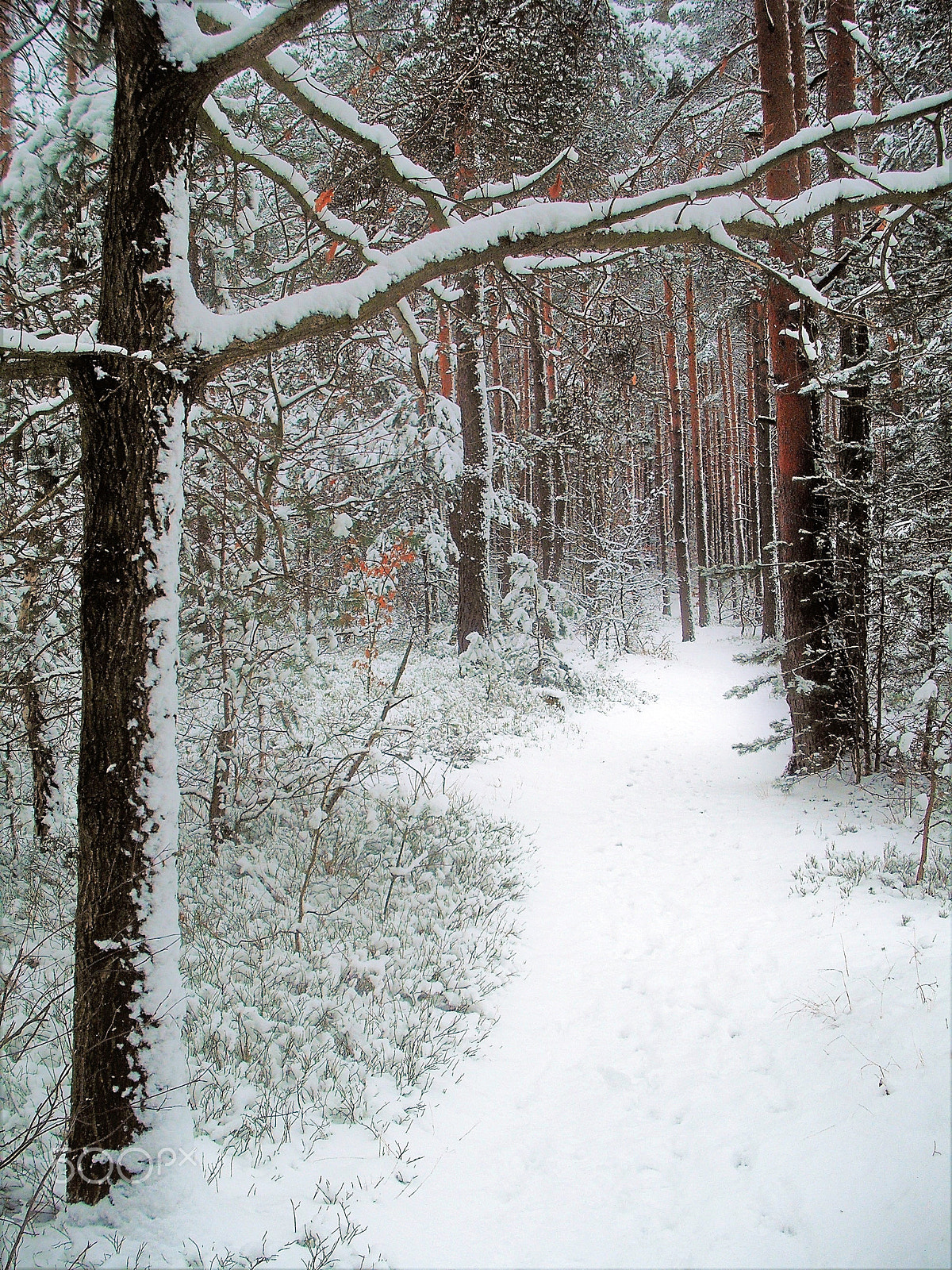 Fujifilm A850 sample photo. Forest path photography