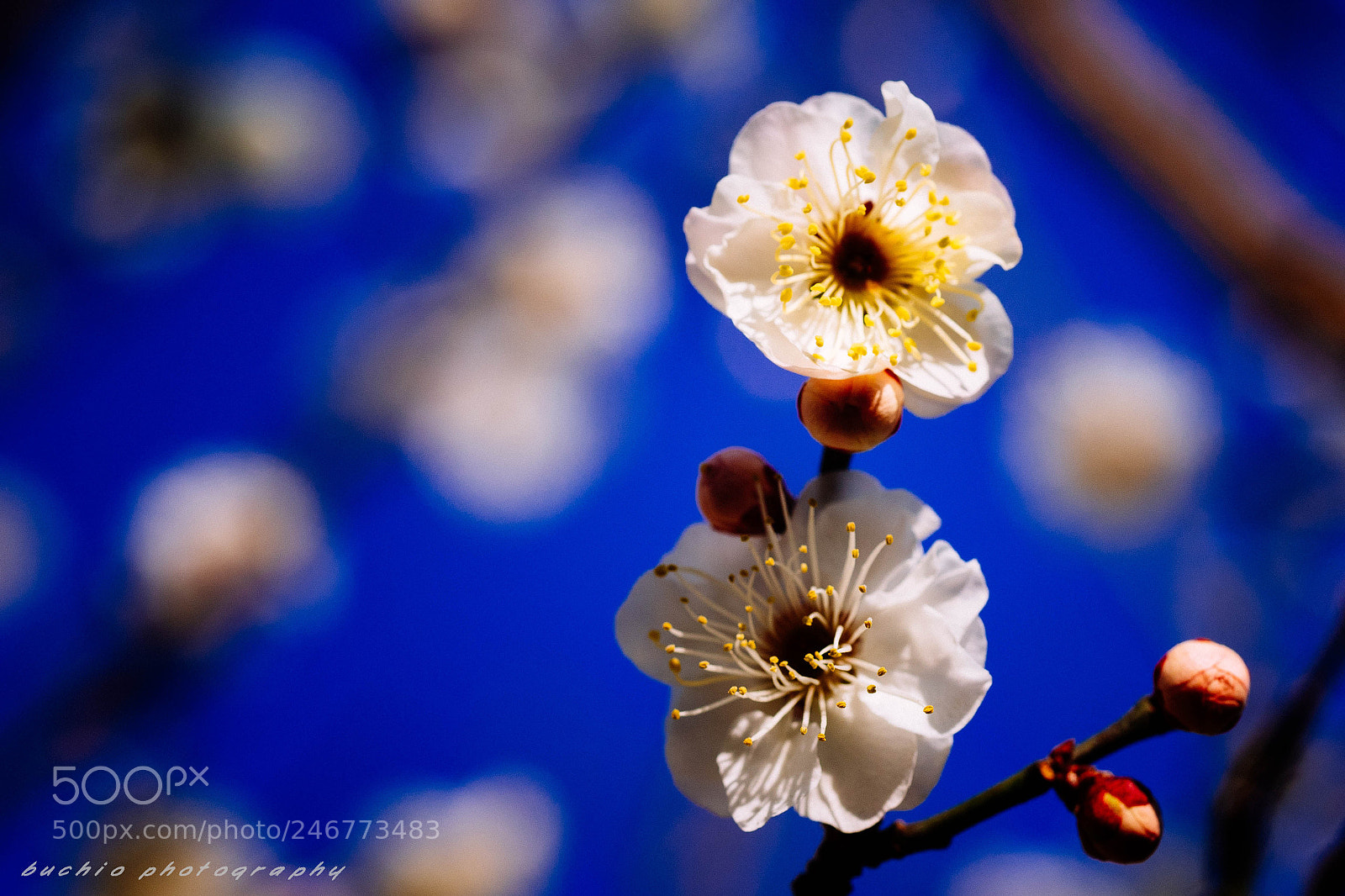 Olympus OM-D E-M1 sample photo. Japanese apricot photography