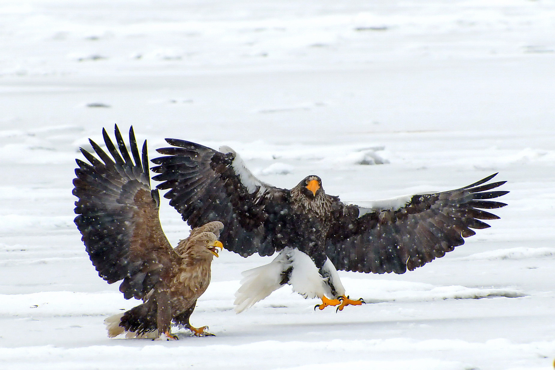 Nikon AF-S Nikkor 300mm F2.8G ED VR II sample photo