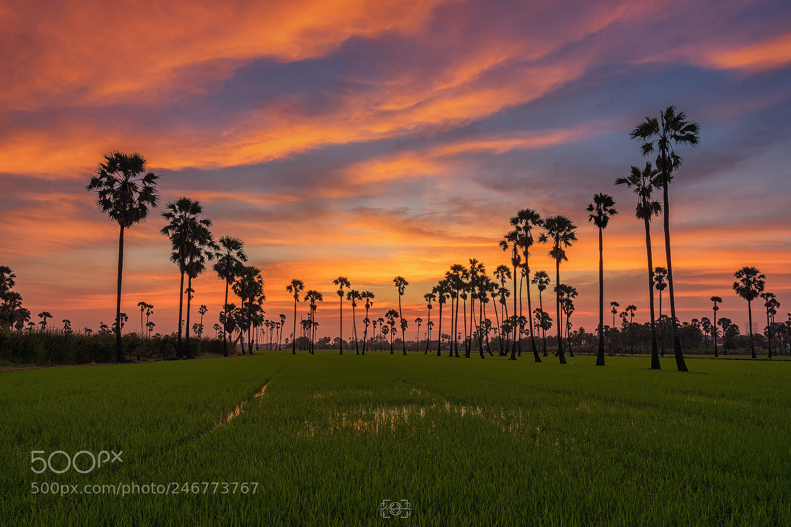 Sony a7 II sample photo. Sugar palm trees in photography