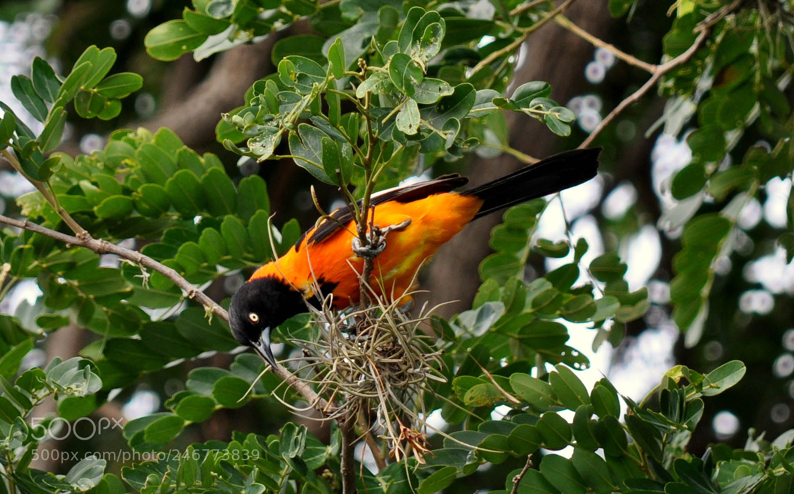 Nikon D5000 sample photo. Corrupião (icterus jamacaii) photography